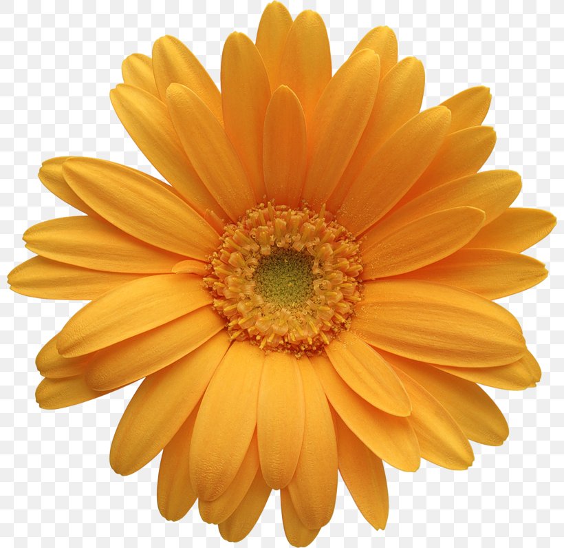 Transvaal Daisy Orange Common Daisy IStock Clip Art, PNG, 800x796px, Flower, Chrysanthemum, Chrysanths, Color, Common Daisy Download Free