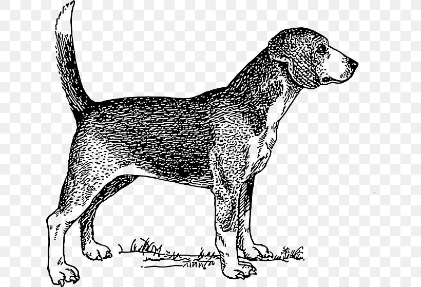 Beagle Drawing Black And White Clip Art, PNG, 640x559px, Beagle, American Foxhound, Art, Bark, Black And White Download Free