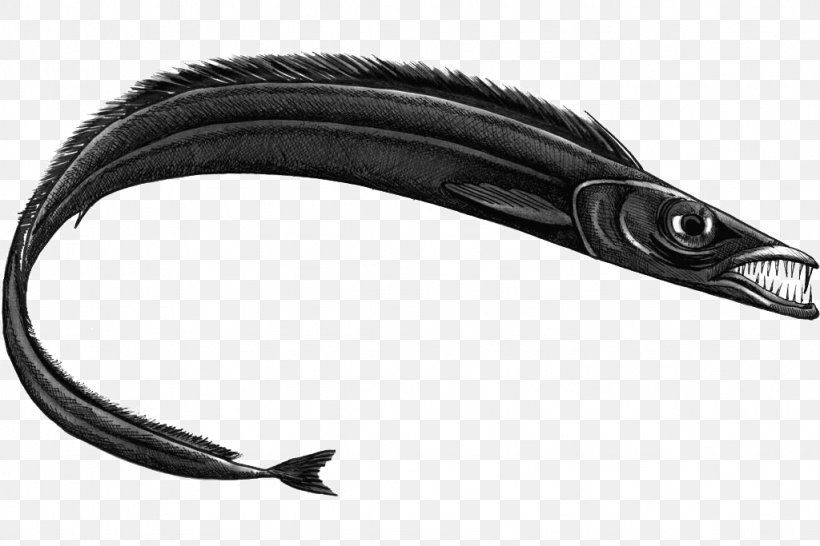 Black Scabbardfish Largehead Hairtail Swordfish Fishing, PNG, 1024x683px, Black Scabbardfish, Animal, Black, Cat, Drawing Download Free