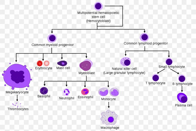 Blood Cell Hematopoietic Stem Cell Haematopoiesis, PNG, 1599x1066px, Blood Cell, Area, Blood, Bone Marrow, Cell Download Free