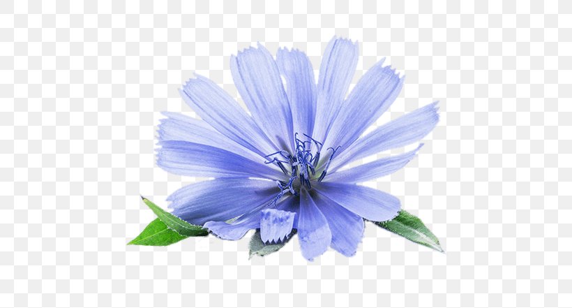 Chicory Stock Photography Chicorée Industrielle Endive Image, PNG, 600x441px, Chicory, Blue, Daisy Family, Endive, Flower Download Free