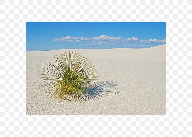 Ecoregion Stock Photography Sky Plc, PNG, 790x587px, Ecoregion, Ecosystem, Grass, Photography, Sand Download Free