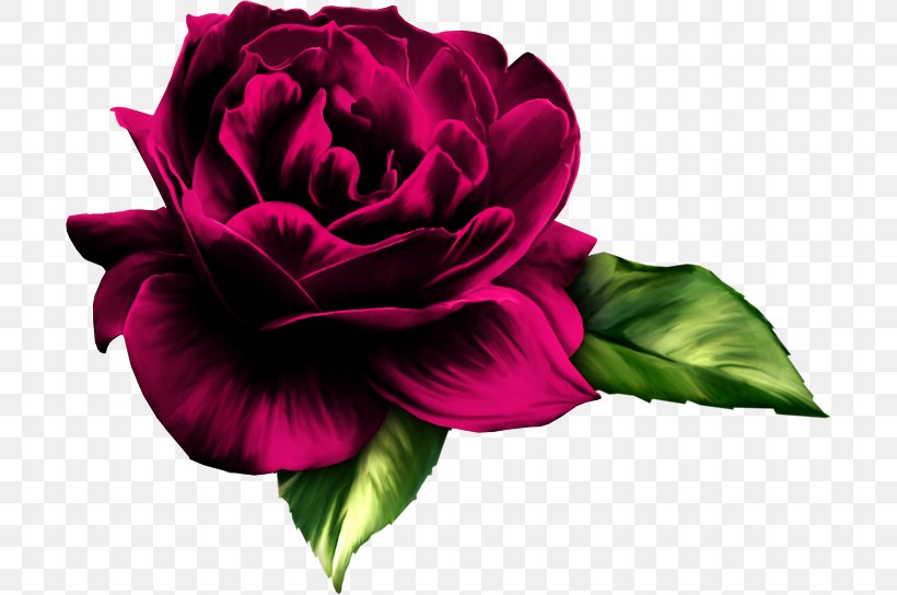 Rose Flower Desktop Wallpaper Clip Art, PNG, 700x544px, Rose, Annual Plant, Blue Rose, China Rose, Cut Flowers Download Free