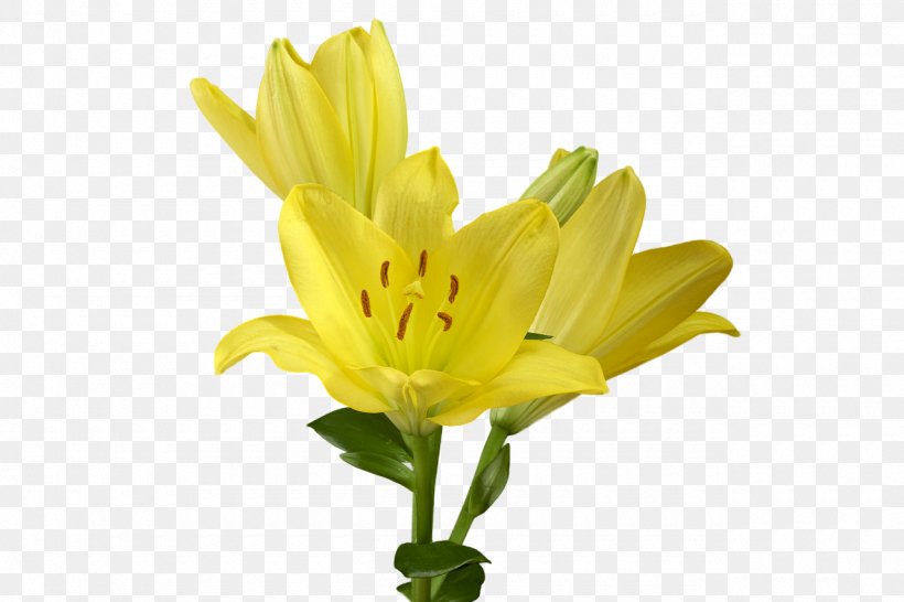 Cut Flowers Yellow Lilium Candidum Plant, PNG, 1280x853px, Flower, Cut Flowers, Daisy Family, Daylily, Drawing Download Free