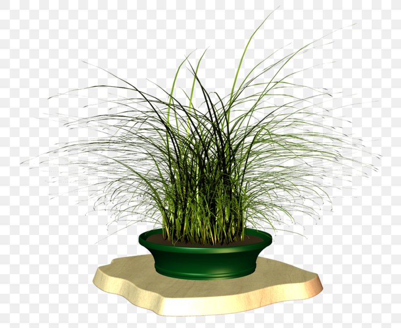 Flowerpot Grasses Houseplant Herb Family, PNG, 800x670px, Flowerpot, Family, Grass, Grass Family, Grasses Download Free