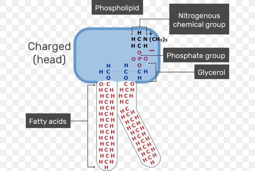 Lipid Bilayer Phospholipid Membrane Lipids Cell Membrane, PNG, 654x550px, Watercolor, Cartoon, Flower, Frame, Heart Download Free