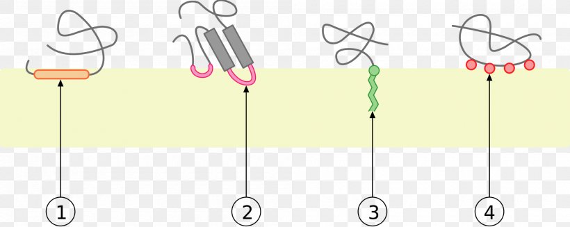 Peripheral Membrane Protein Integral Monotopic Protein Biological Membrane Cell Membrane, PNG, 2000x798px, Peripheral Membrane Protein, Alpha Helix, Area, Biological Membrane, Biology Download Free