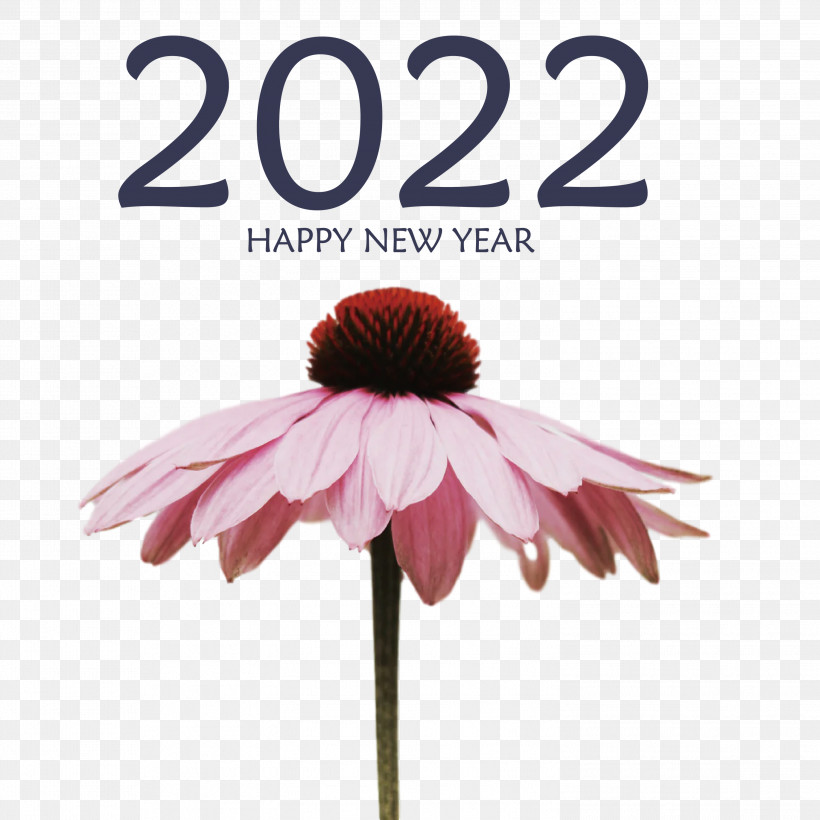 2022 Happy New Year 2022 New Year 2022, PNG, 2999x3000px, Coneflower, Amazon Music, Health, Herbal Medicine, Syrup Download Free