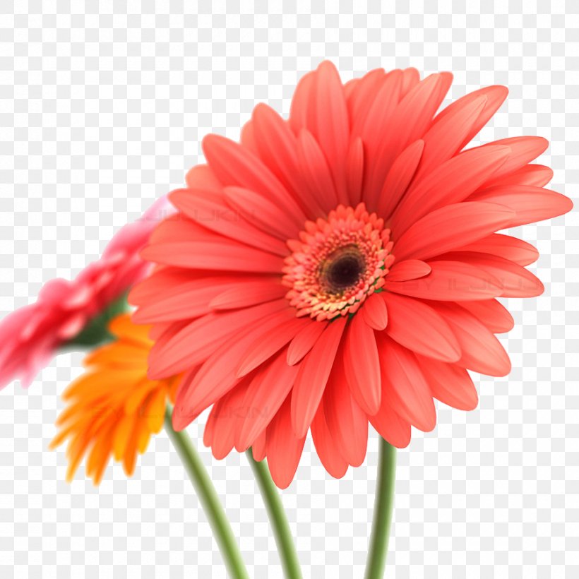 Gerbera Jamesonii Flower Clip Art, PNG, 900x900px, 3d Computer Graphics, Gerbera Jamesonii, Autodesk 3ds Max, Common Sunflower, Cut Flowers Download Free
