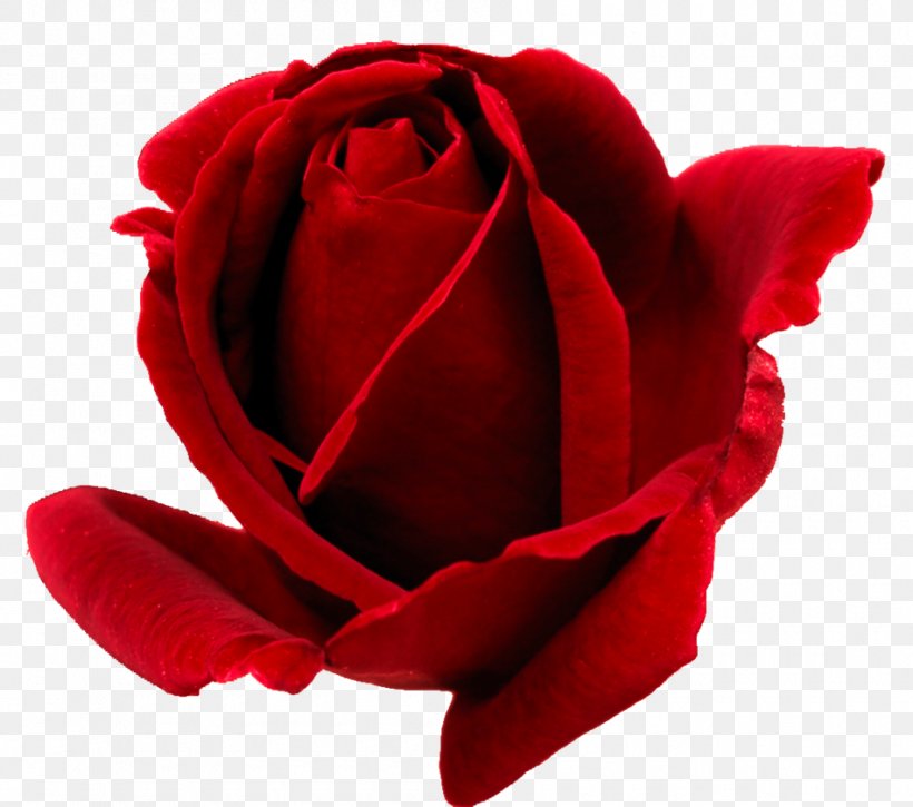 Rose Desktop Wallpaper Red Clip Art, PNG, 950x840px, Rose, Bud, China Rose, Close Up, Cut Flowers Download Free