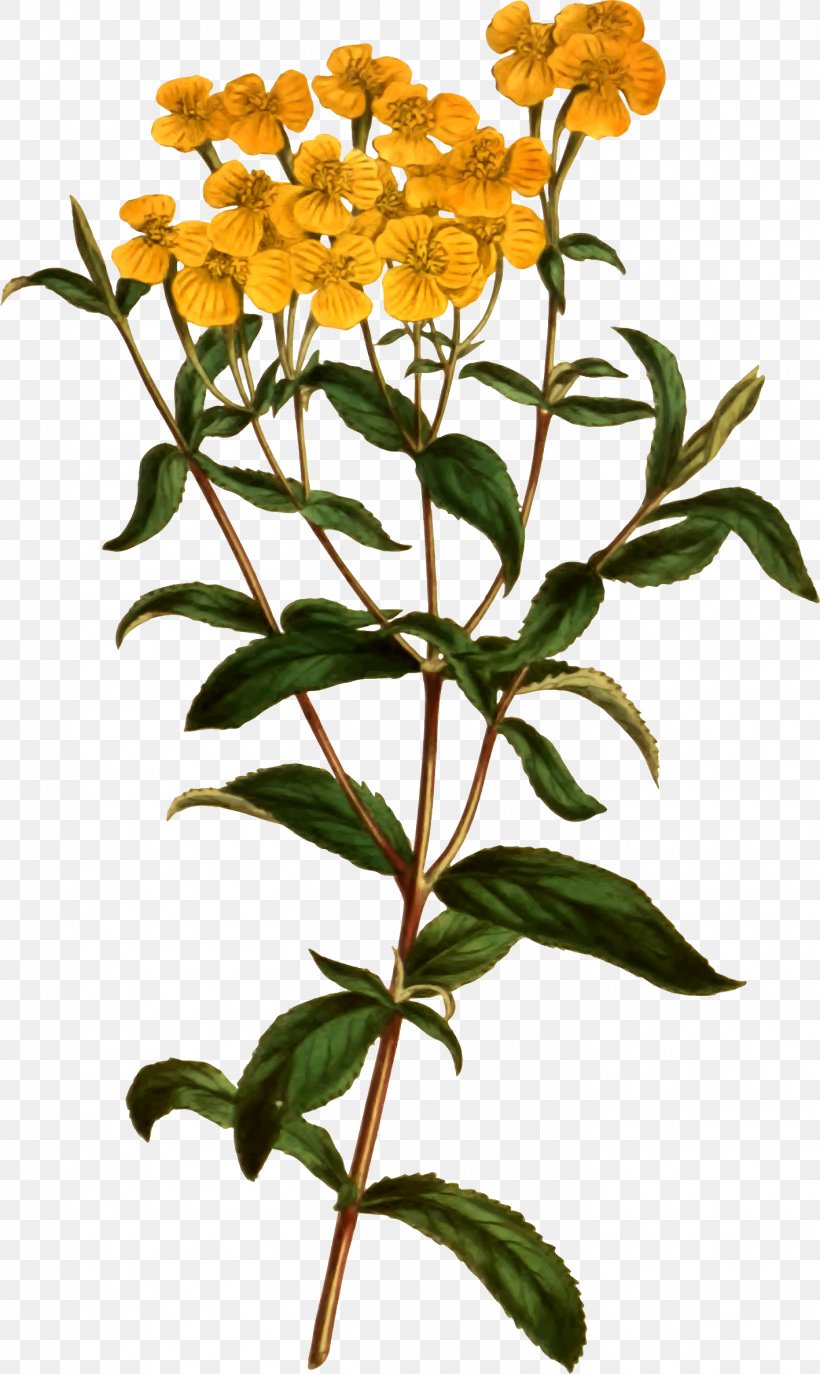 Tagetes Lucida Plant Flower Tarragon Herb, PNG, 1417x2376px, Tagetes Lucida, Animation, Anise, Branch, Cut Flowers Download Free