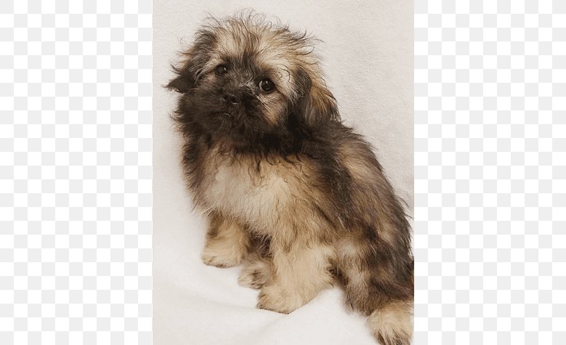 Tibetan Spaniel Shih Tzu Little Lion Dog Havanese Dog Bolonka, PNG, 500x500px, Tibetan Spaniel, Bolonka, Breed, Carnivoran, Chinese Imperial Dog Download Free