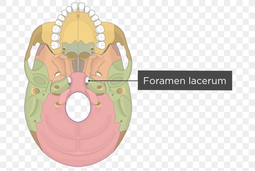 Pterygoid Processes Of The Sphenoid Pterygoid Hamulus Medial Pterygoid Muscle Lateral Pterygoid Muscle Skull, PNG, 745x550px, Watercolor, Cartoon, Flower, Frame, Heart Download Free