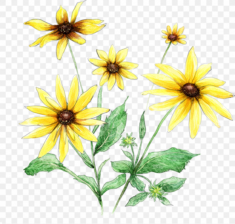 Sunflower, PNG, 1398x1332px, Drawing Flower, Annual Plant, Blackeyed Susan, Daisy Family, Floral Drawing Download Free