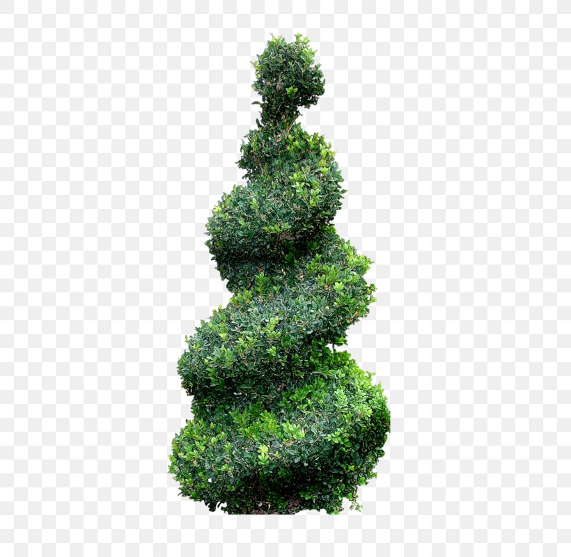 Topiary Tree Cupressus Landscape, PNG, 439x800px, Topiary, Biome, Bonsai, Conifer, Cupressus Download Free