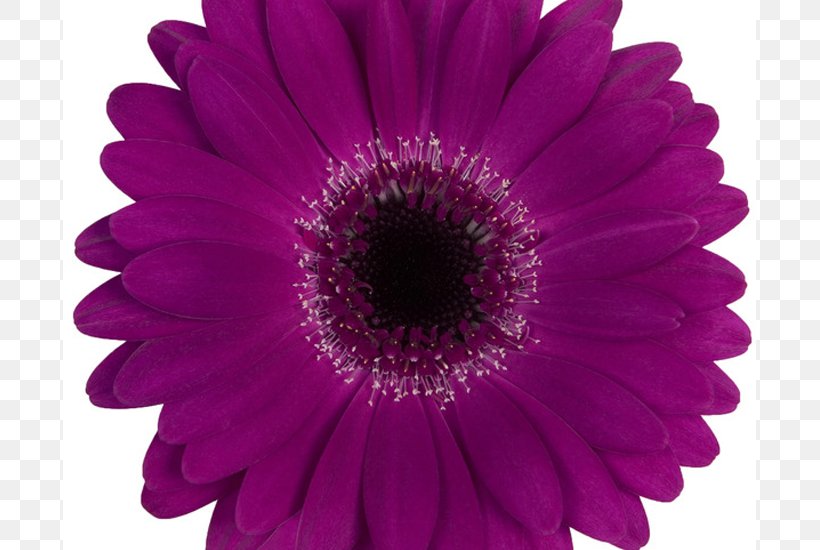 Transvaal Daisy Perri Farms Wholesale Aalsmeer Flower Auction, PNG, 800x550px, Transvaal Daisy, Aalsmeer Flower Auction, Assortment Strategies, Aster, Chrysanths Download Free