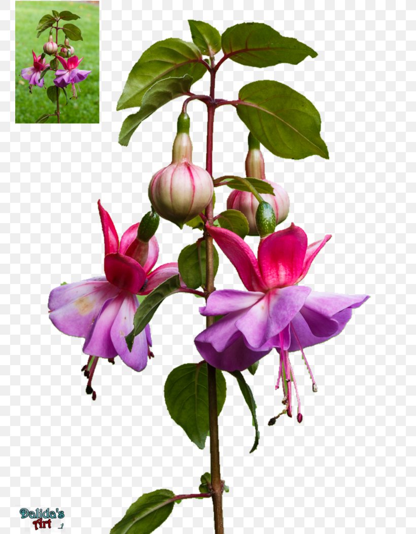 Fuchsia Clip Art Flower Desktop Wallpaper, PNG, 759x1053px, Fuchsia, Art, Cbx, Deviantart, Evening Primrose Family Download Free