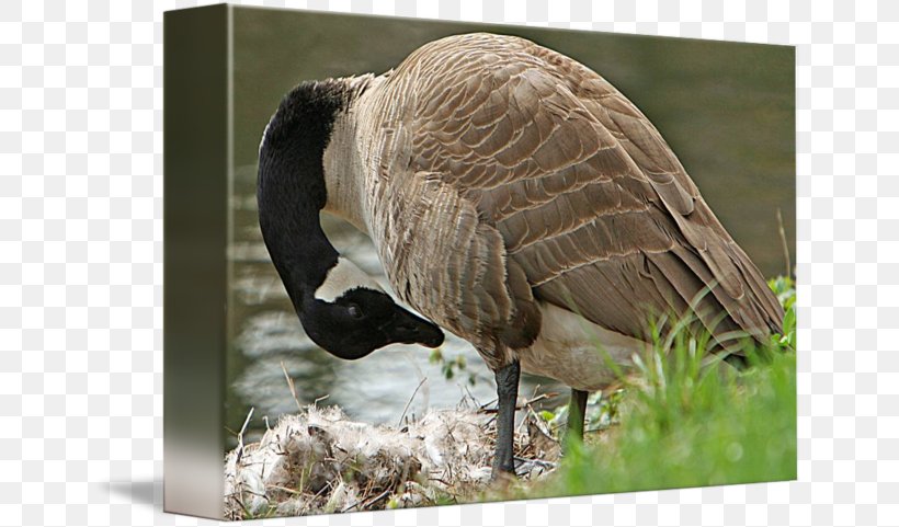 Goose Feather Beak Wildlife Terrestrial Animal, PNG, 650x481px, Goose, Animal, Beak, Bird, Ducks Geese And Swans Download Free