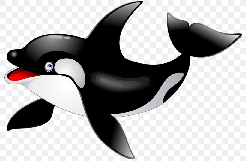 Killer Whale Dolphin Clip Art, PNG, 800x536px, Killer Whale, Beak, Bird, Black And White, Blue Whale Download Free