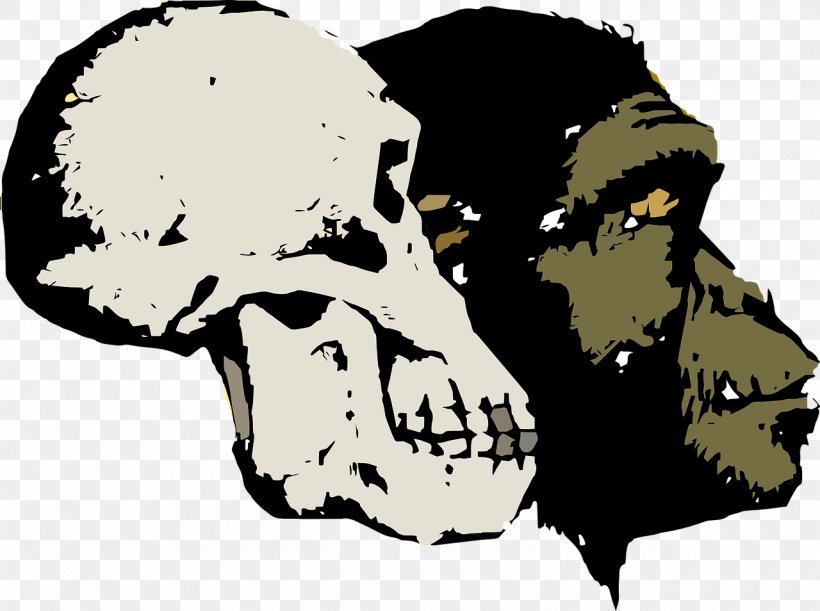 Evolution As Fact And Theory Evolution As Fact And Theory Homo Sapiens Human Evolution, PNG, 1280x954px, Evolution, Art, Bone, Charles Darwin, Creationism Download Free