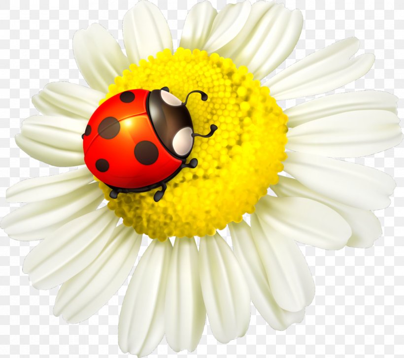 Ladybird Coccinella Septempunctata Flower Clip Art, PNG, 1218x1080px, Ladybird, Argyranthemum Frutescens, Beetle, Chamomile, Close Up Download Free