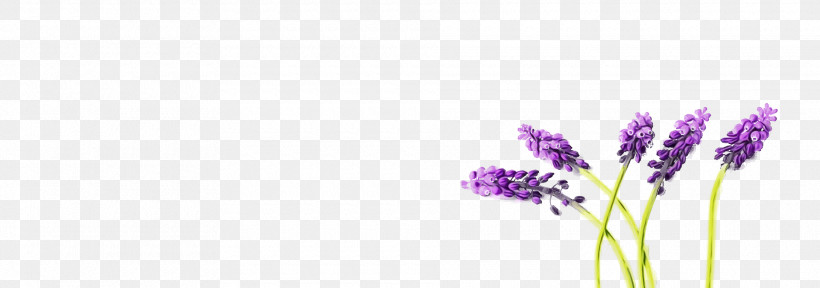 Lavender, PNG, 1920x676px, Spring, Flower, Lavender, Lilac, Paint Download Free