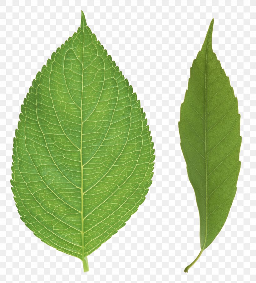 Leaf Clip Art, PNG, 2531x2800px, Leaf, Autumn Leaf Color, Clipping Path, Green, Plant Download Free