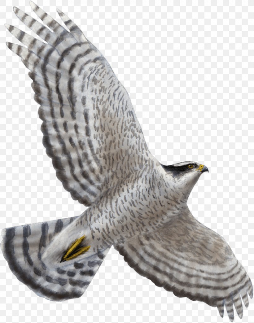 Northern Goshawk Bird Of Prey Flight Eagle, PNG, 943x1200px, Hawk, Accipitriformes, Beak, Bird, Bird Of Prey Download Free