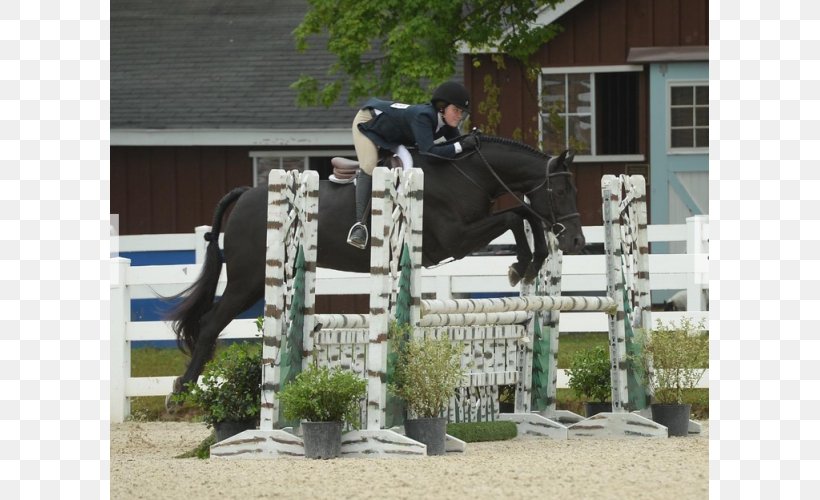 Show Jumping Stallion Horse Hunt Seat Mare, PNG, 800x500px, Show Jumping, Animal Sports, Bridle, English Riding, Equestrian Download Free