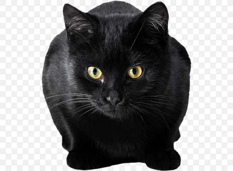 Bendy And The Ink Machine Chartreux Domestic Short-haired Cat Game Whiskers, PNG, 529x600px, Bendy And The Ink Machine, Asian, Birthday, Black, Black And White Download Free