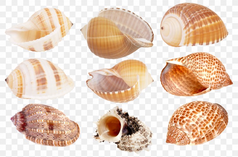 Cockle Seashell Clip Art, PNG, 2513x1665px, Seashell, Cdr, Clam, Clams Oysters Mussels And Scallops, Cockle Download Free