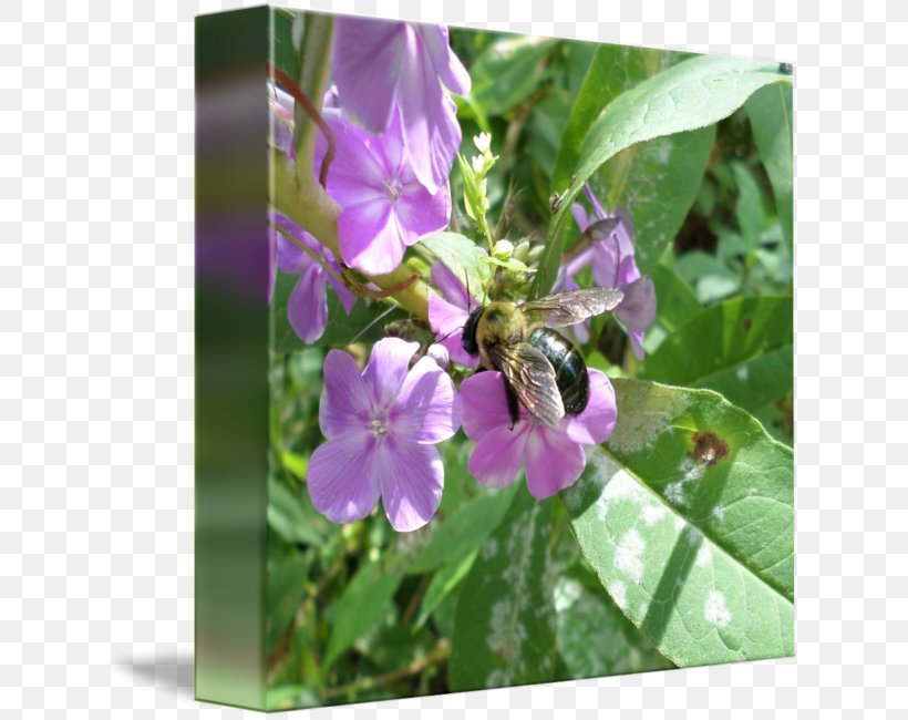 Honey Bee Nectar Flower, PNG, 630x650px, Honey Bee, Bee, Flora, Flower, Honey Download Free