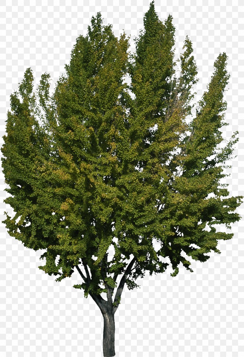 Tree Woody Plant Spruce Pine, PNG, 1258x1838px, Tree, Biology, Biome, Branch, Christmas Tree Download Free