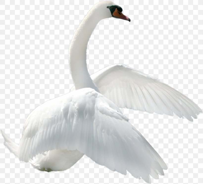 Bird Black Swan Whooper Swan, PNG, 1190x1080px, Bird, Beak, Black Swan, Cygnini, Ducks Geese And Swans Download Free