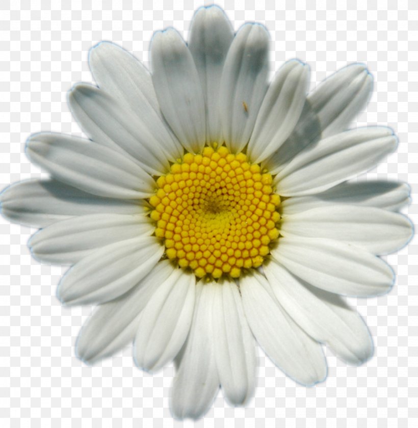 Common Daisy Daisy Chain Flower Clip Art, PNG, 1561x1600px, Common Daisy, Aster, Chamaemelum Nobile, Chamomile, Chrysanths Download Free