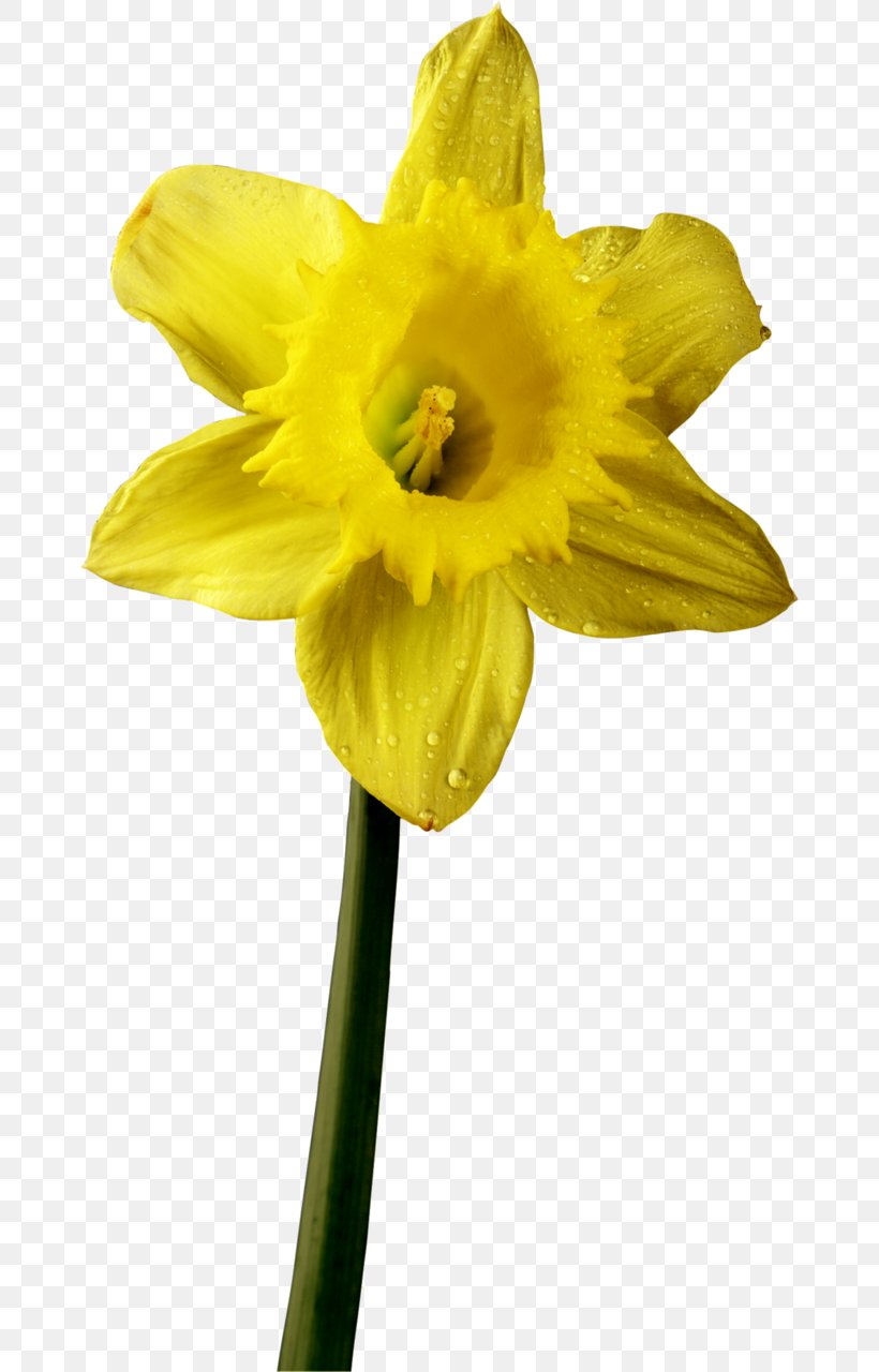 Flower Daffodil Petal Plant Stem Clip Art, PNG, 670x1280px, Flower ...