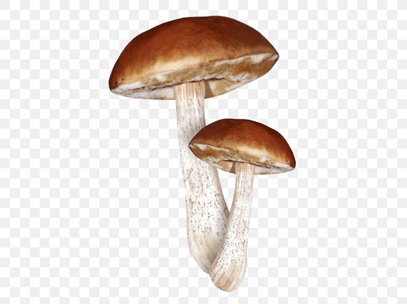 Fungus Edible Mushroom Clitocybe Nuda Lepista, PNG, 415x614px, Fungus, Clitocybe Nuda, Edible Mushroom, Hypholoma, Ingredient Download Free
