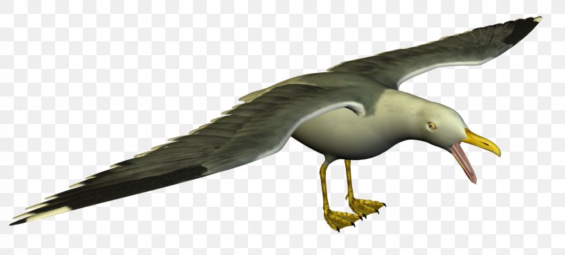 Gulls Free Content Clip Art, PNG, 1552x701px, Gulls, Albatross, Beak, Bird, Cartoon Download Free