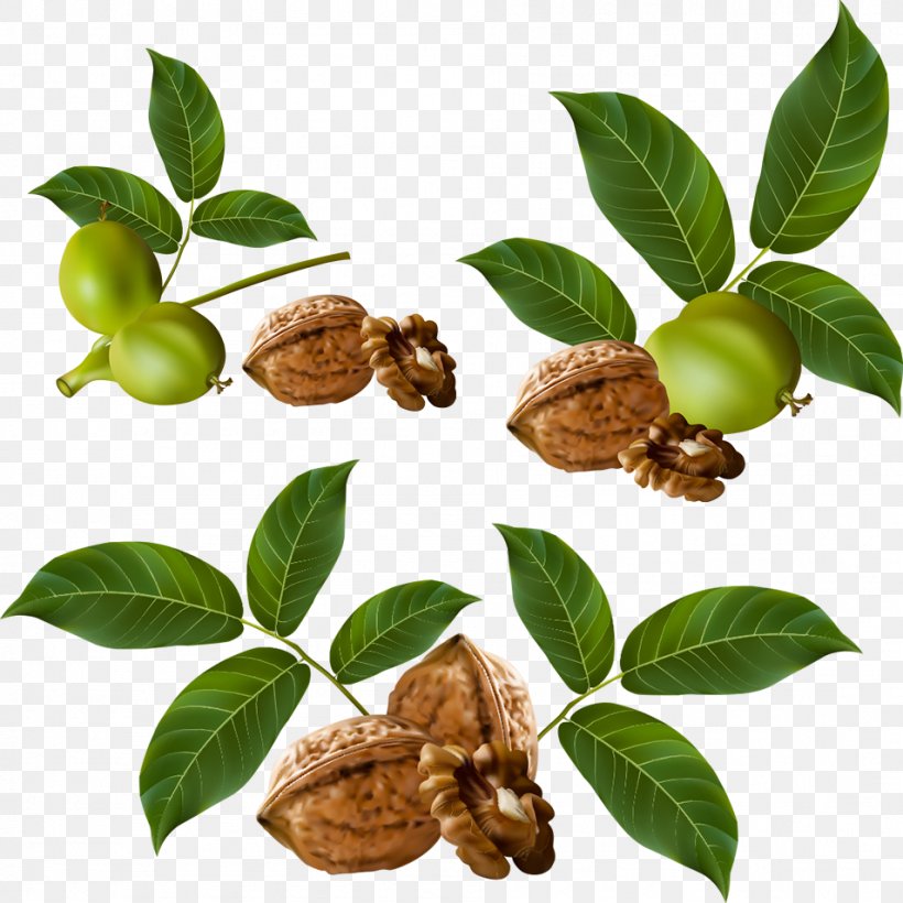 Walnut Mixed Nuts Euclidean Vector, PNG, 954x955px, Nut, Brazil Nut, Cdr, Cocoa Bean, Dried Fruit Download Free