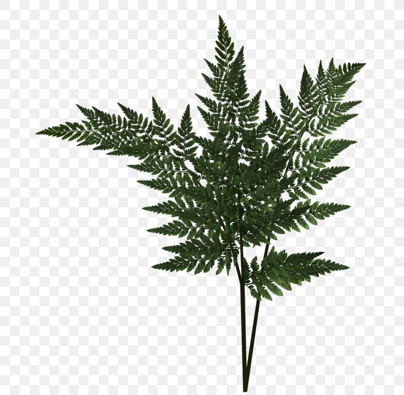 Art Rendering, PNG, 710x800px, Art, Deviantart, Fern, Flower, Grass Download Free