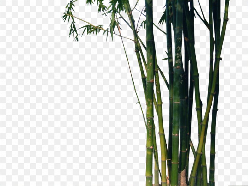 Bamboo Euclidean Vector Bambu-chinxeas, PNG, 1000x751px, Bamboo, Forest, Grass, Grass Family, Green Download Free
