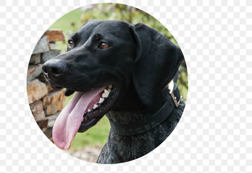 Labrador Retriever Plott Hound Dog Breed Snout, PNG, 710x564px, Labrador Retriever, Breed, Crossbreed, Dog, Dog Breed Download Free