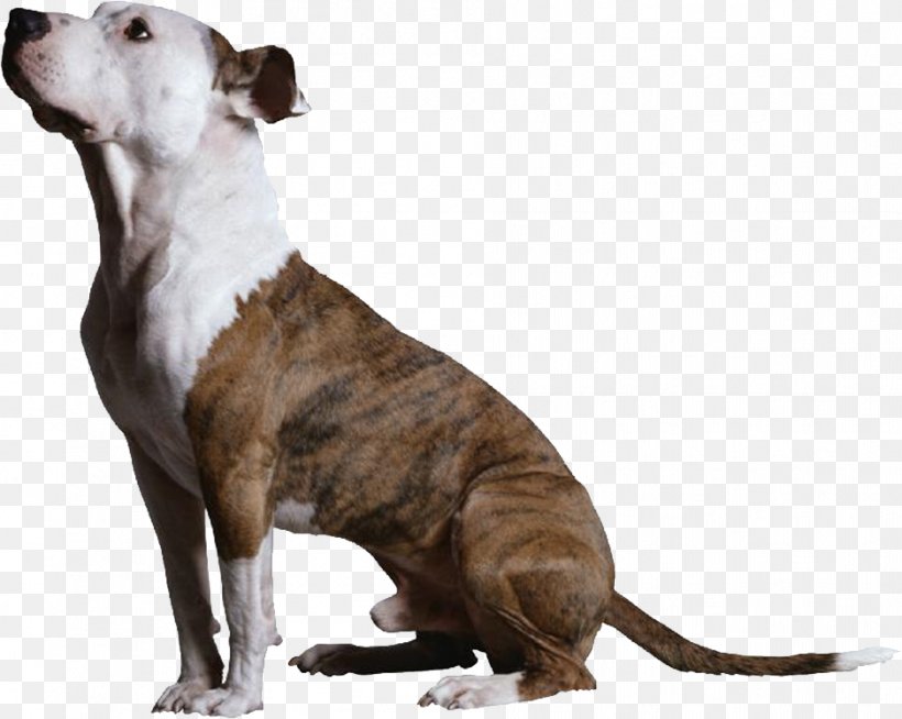 Clicker Training For Obedience: Shaping Top Performance--positively Clicker Training For Dogs Quick Clicks: Fast And Fun Behaviors To Teach Your Dog With A Clicker Amazon.com, PNG, 938x749px, Clicker Training For Dogs, Amazoncom, American Pit Bull Terrier, American Staffordshire Terrier, Book Download Free