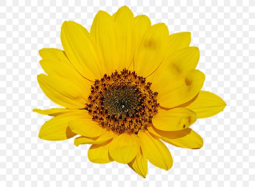 Common Sunflower Clip Art, PNG, 680x600px, Common Sunflower, Annual Plant, Chrysanths, Daisy Family, Drawing Download Free