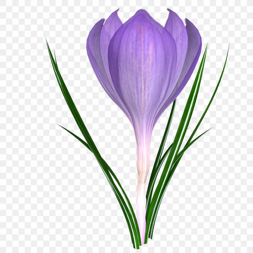 Cut Flowers 2018 BRAVO! Flowering Plant Plant Stem, PNG, 1024x1024px, Flower, Crocus, Cut Flowers, Flowering Plant, Iris Family Download Free