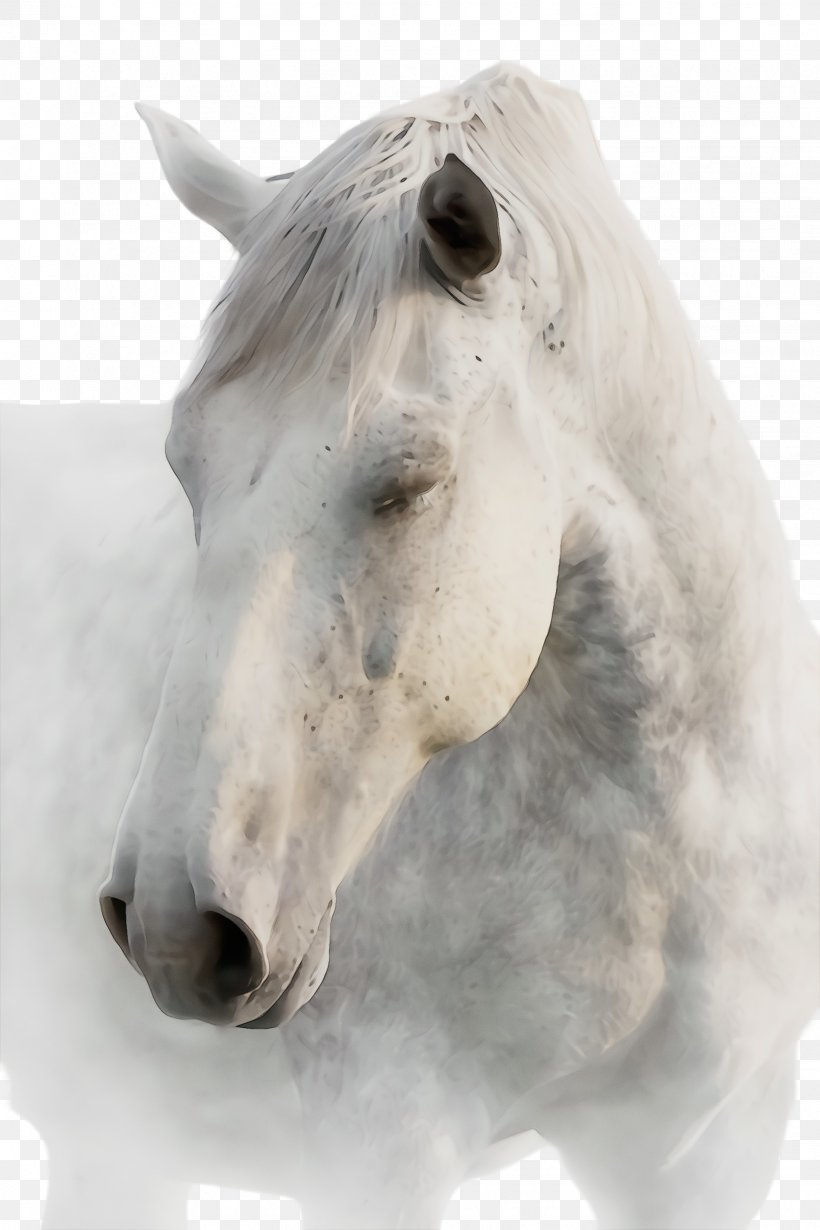 Horse White Mane Nose Snout, PNG, 1632x2448px, Watercolor, Animal Figure, Blackandwhite, Horse, Mane Download Free