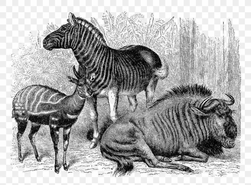 Quagga Wildebeest Zebra Antelope Animal, PNG, 1600x1184px, Quagga, Animal, Antelope, Big Cats, Black And White Download Free