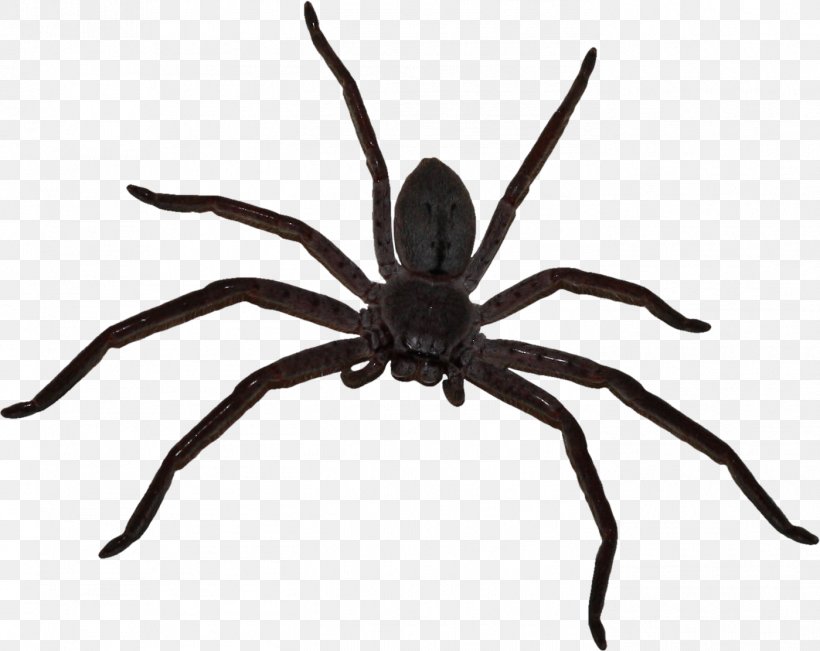 Big Spider, PNG, 1399x1112px, Spider, Animal, Arachnid, Arthropod, Concepteur Download Free