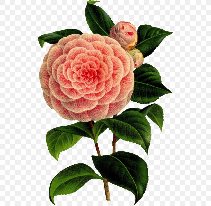 Camellia Flower Botany Art Floral Design, PNG, 526x800px, Camellia, Antique, Art, Botanical Illustration, Botany Download Free