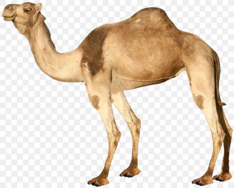 Dromedary Bactrian Camel Clip Art, PNG, 900x725px, Dromedary, Arabian Camel, Bactrian Camel, Camel, Camel Like Mammal Download Free